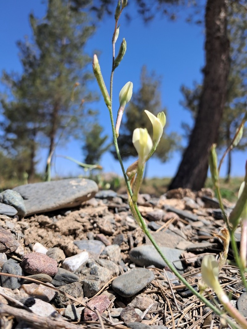 Astragalus juratzkanus photo 8