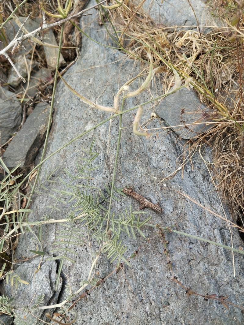 Astragalus kabadianus