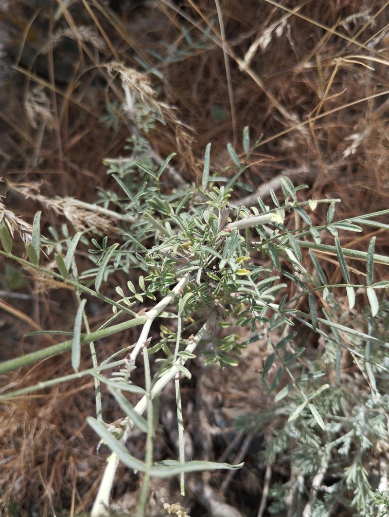 Astragalus kabadianus photo 2