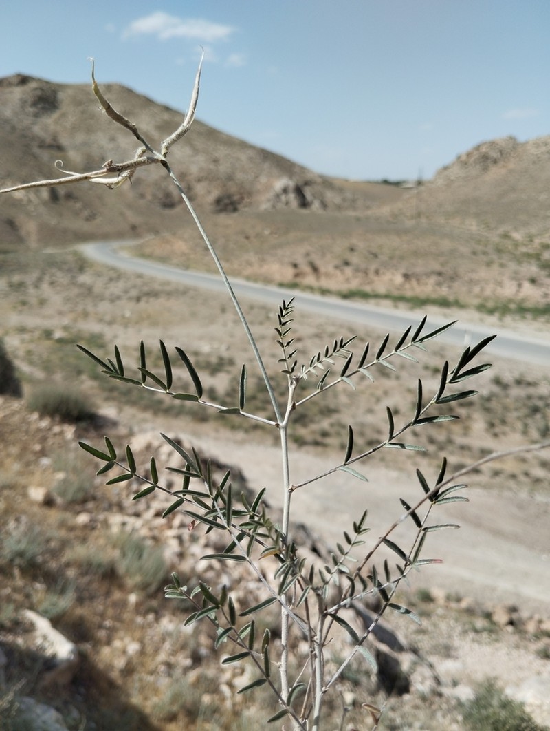 Astragalus kabadianus photo 3