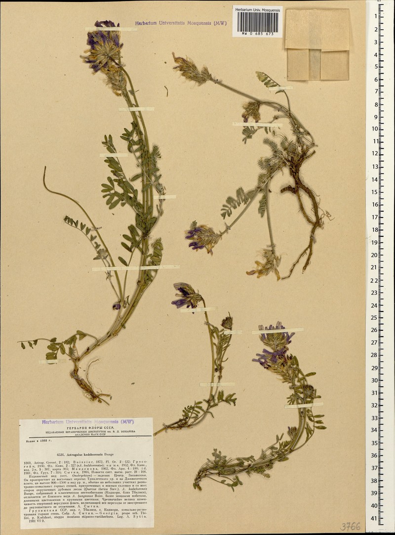 Astragalus kadschorensis