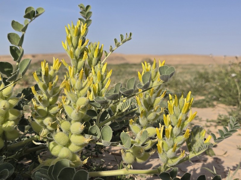Astragalus kahiricus