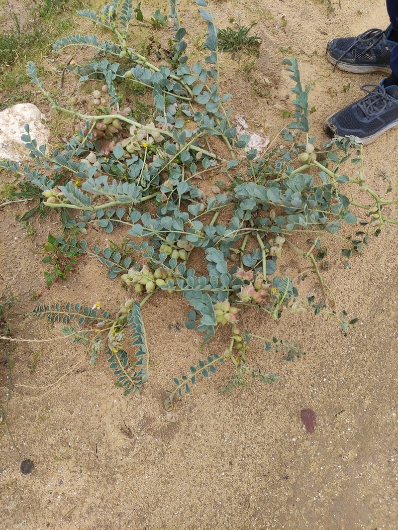 Astragalus kahiricus photo 2