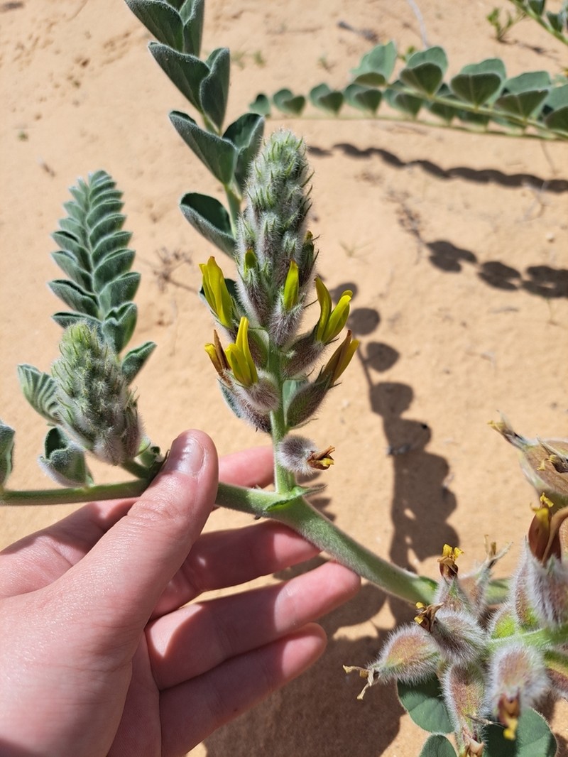 Astragalus kahiricus photo 3