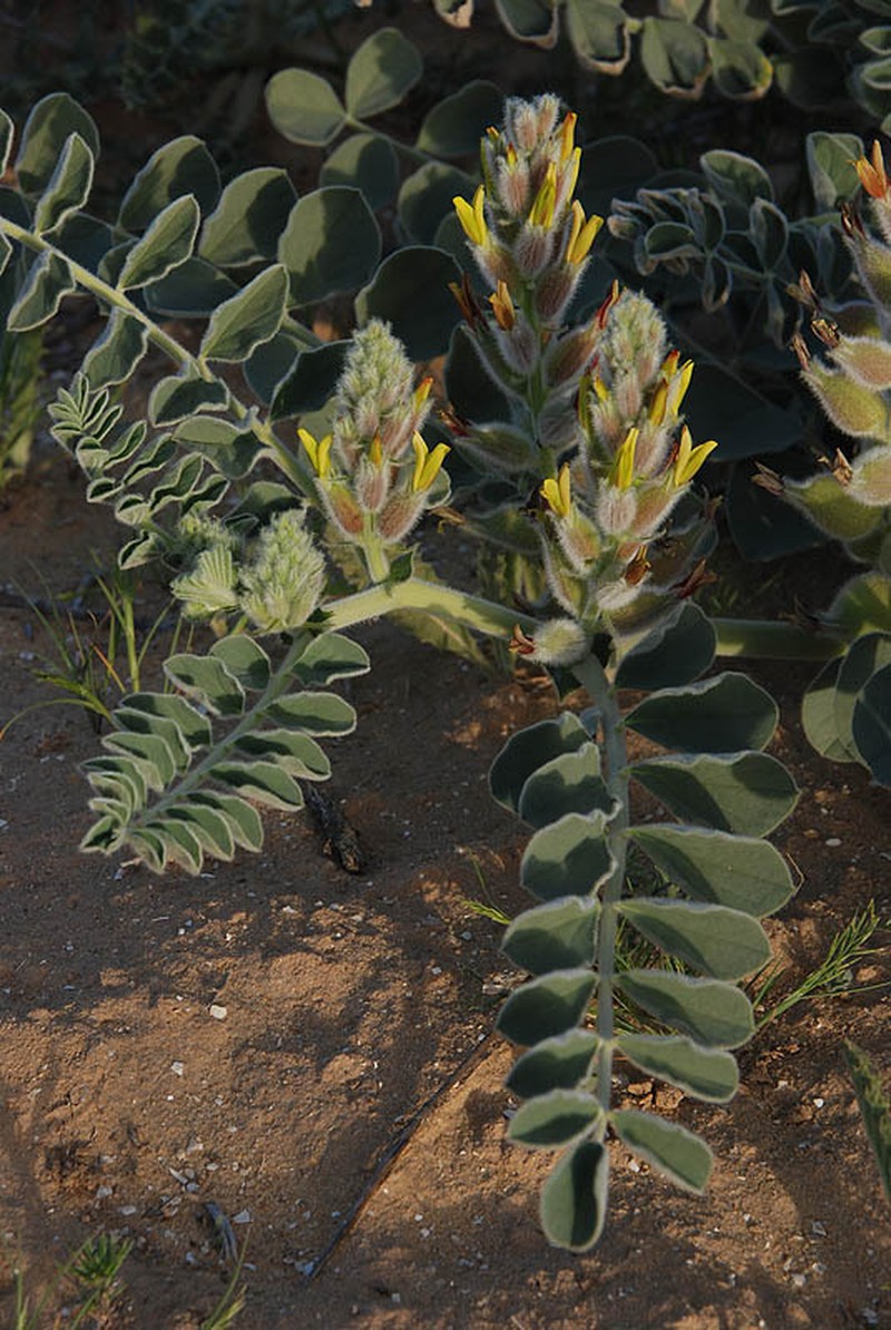 Astragalus kahiricus photo 4