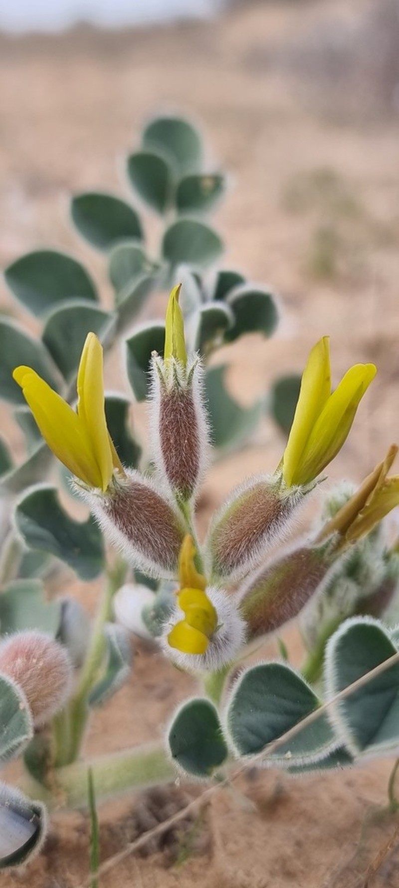 Astragalus kahiricus photo 5