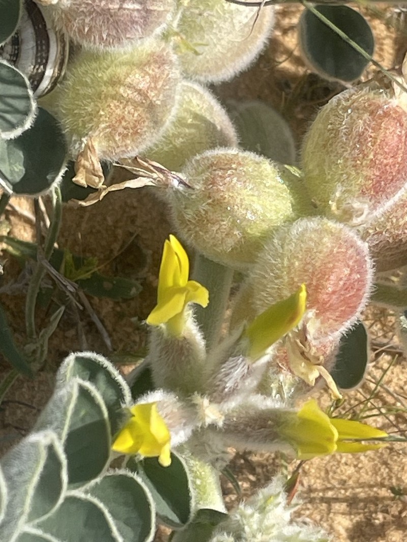 Astragalus kahiricus photo 6