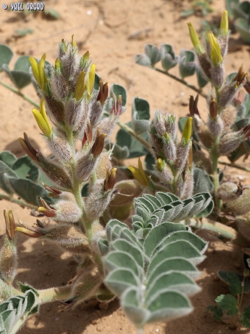 Astragalus kahiricus photo 7