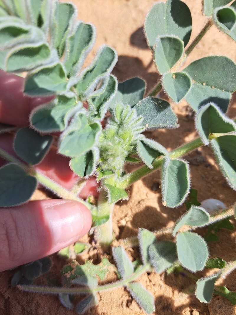 Astragalus kahiricus photo 8