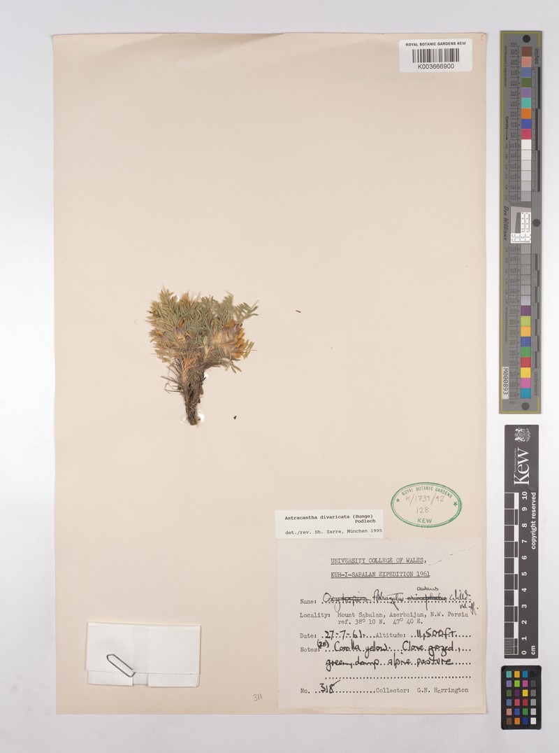 Astragalus karabaghensis photo 2