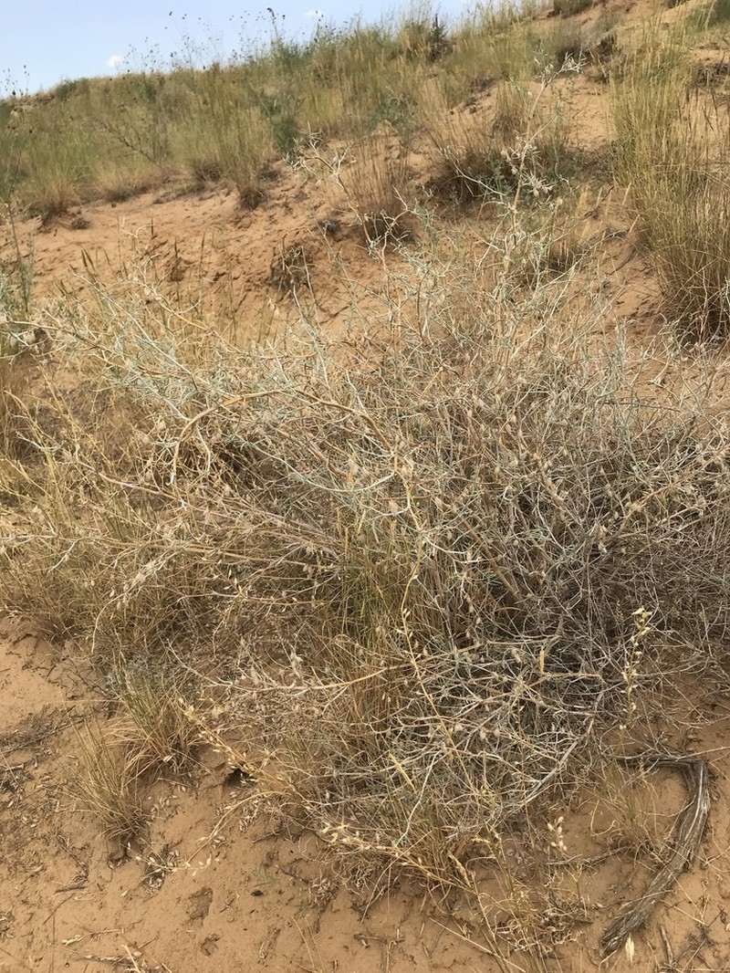 Astragalus karakugensis