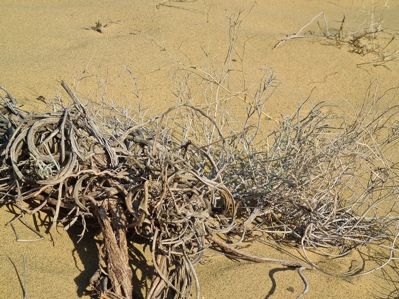 Astragalus karakugensis photo 2