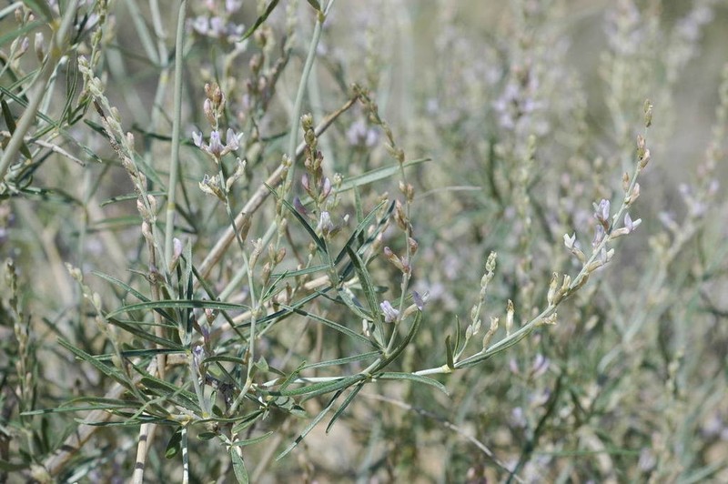 Astragalus karakugensis photo 3