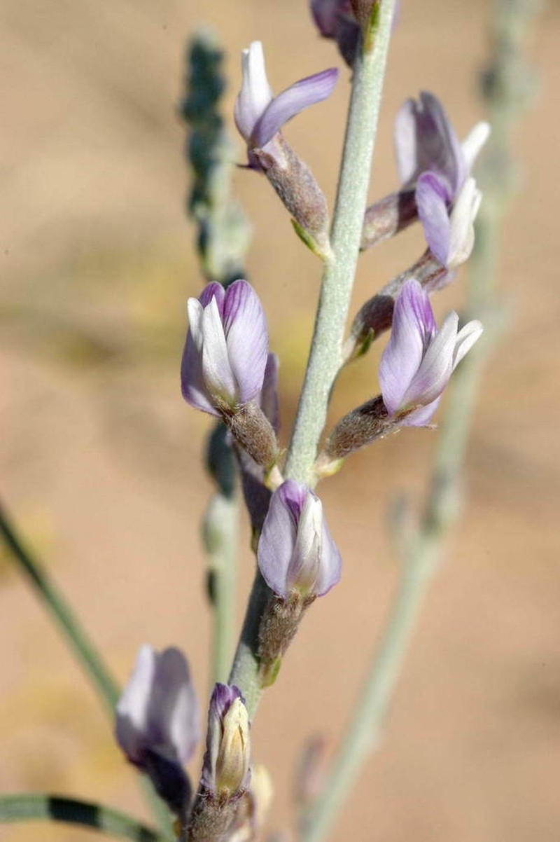 Astragalus karakugensis photo 4