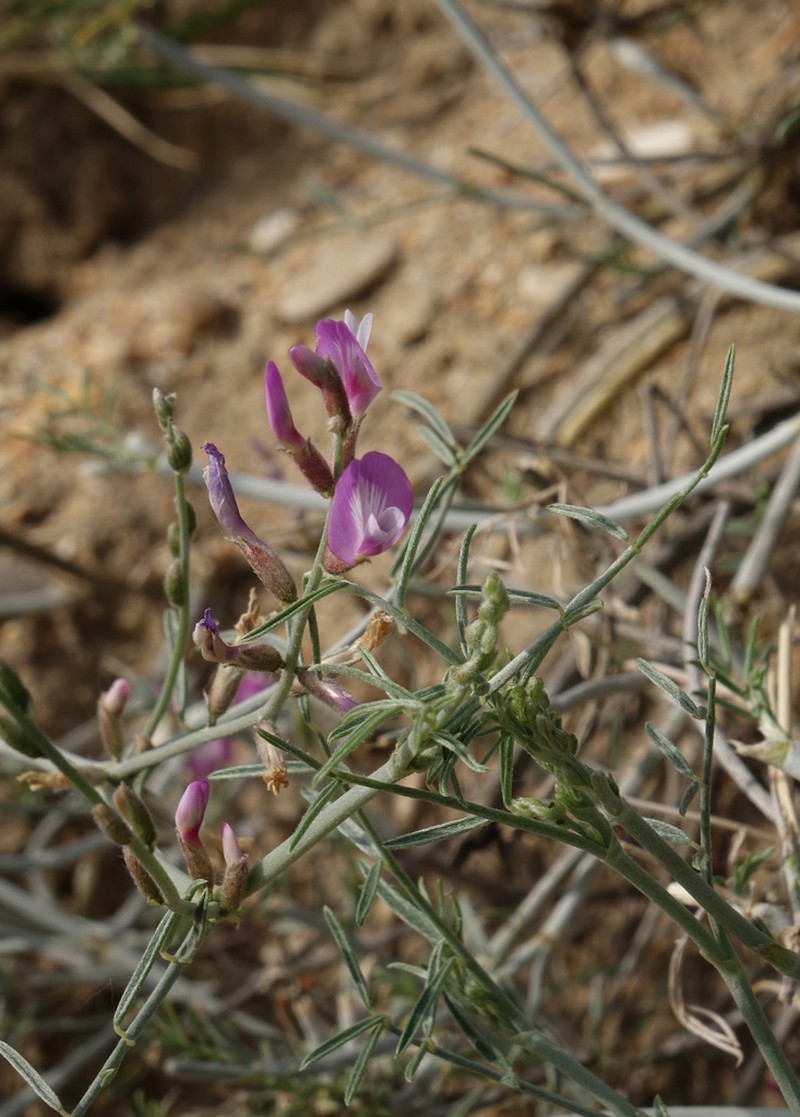 Astragalus karakugensis photo 5