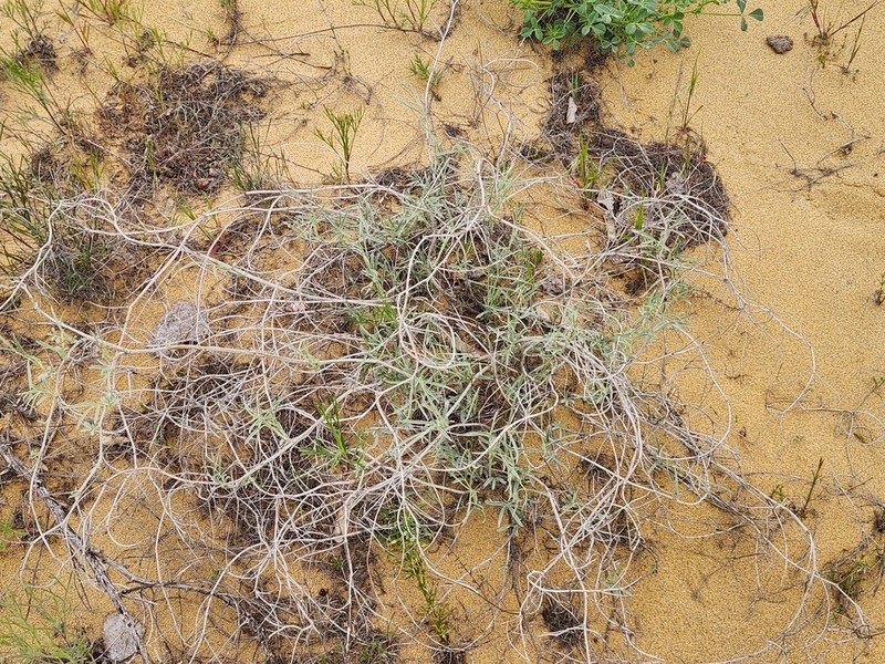 Astragalus karakugensis photo 6