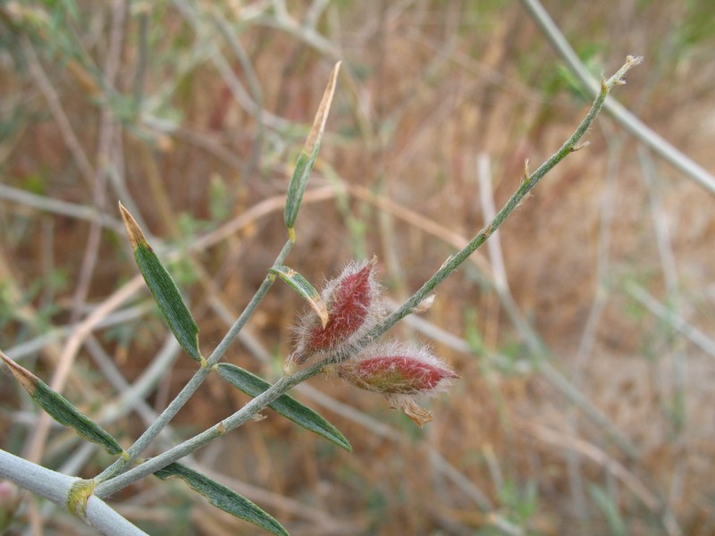 Astragalus karakugensis photo 8