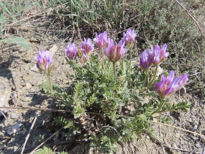 Astragalus karamasicus