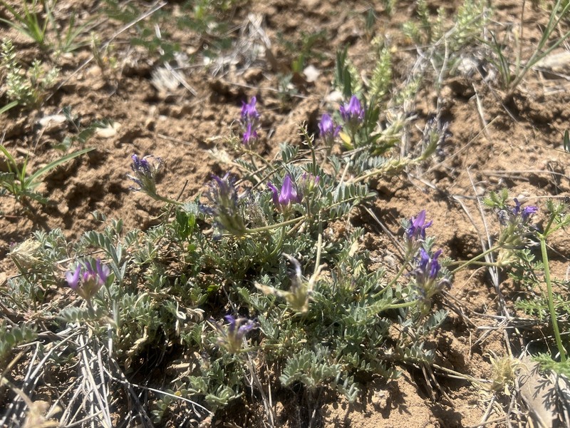 Astragalus karamasicus photo 2