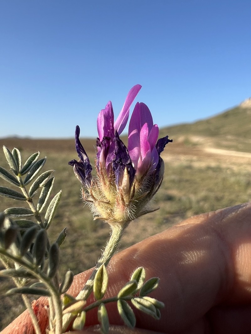 Astragalus karamasicus photo 3