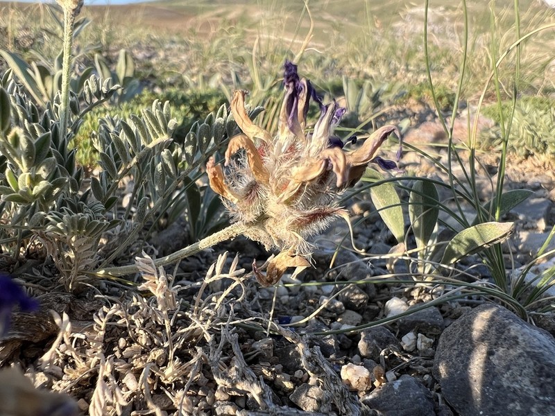 Astragalus karamasicus photo 4