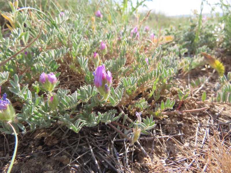 Astragalus karamasicus photo 5