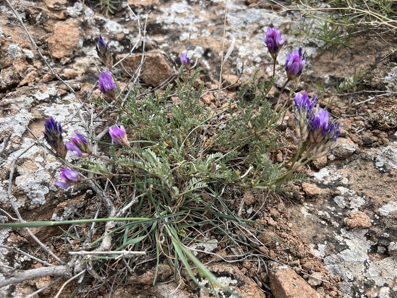 Astragalus karamasicus photo 6