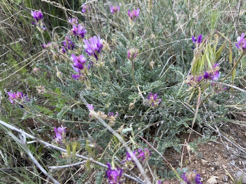 Astragalus karamasicus photo 7