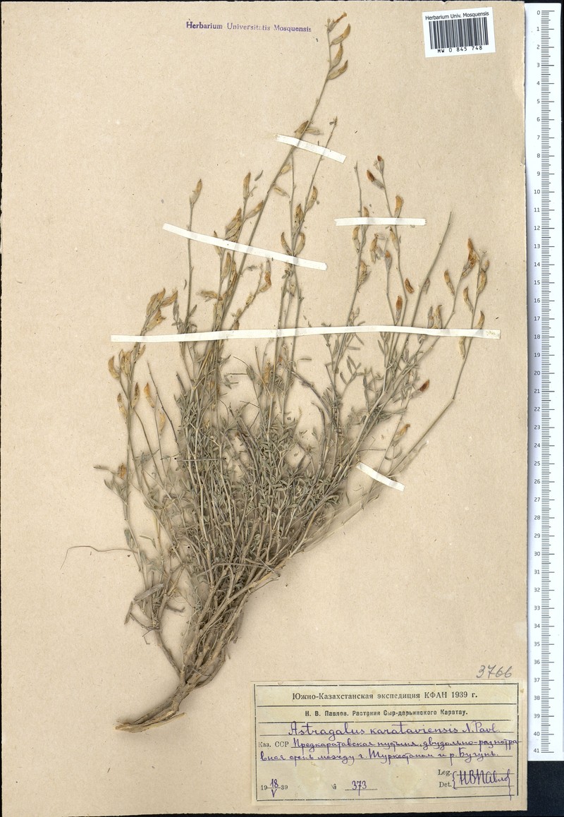 Astragalus karataviensis