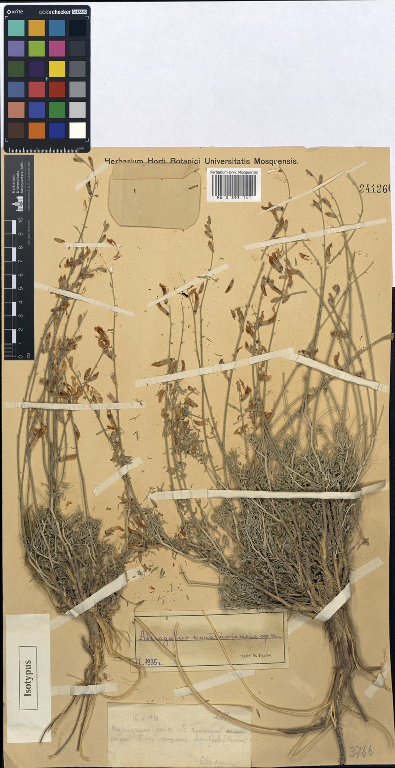 Astragalus karataviensis photo 2