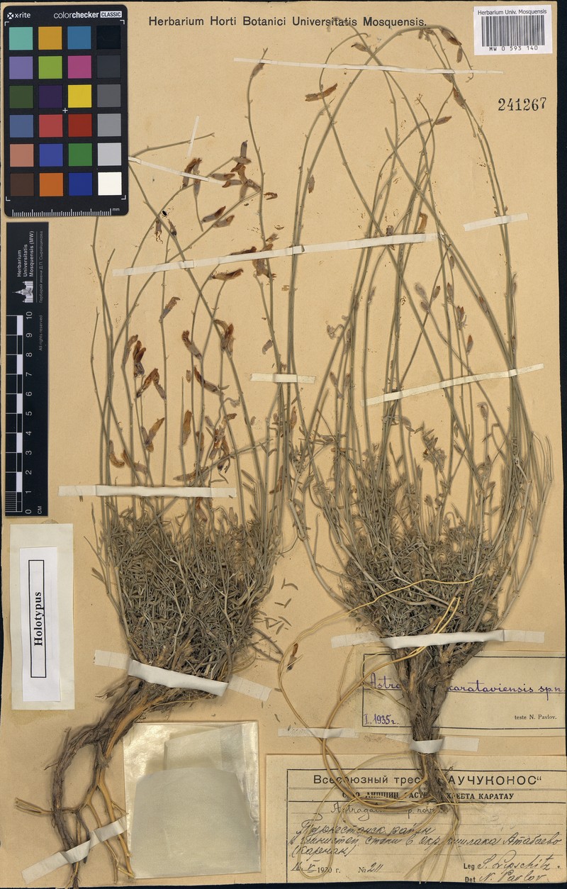 Astragalus karataviensis photo 3