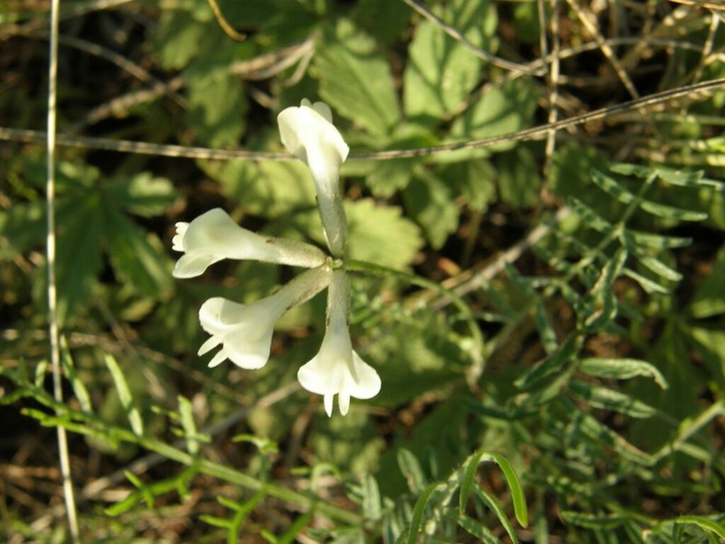 Astragalus karelinianus
