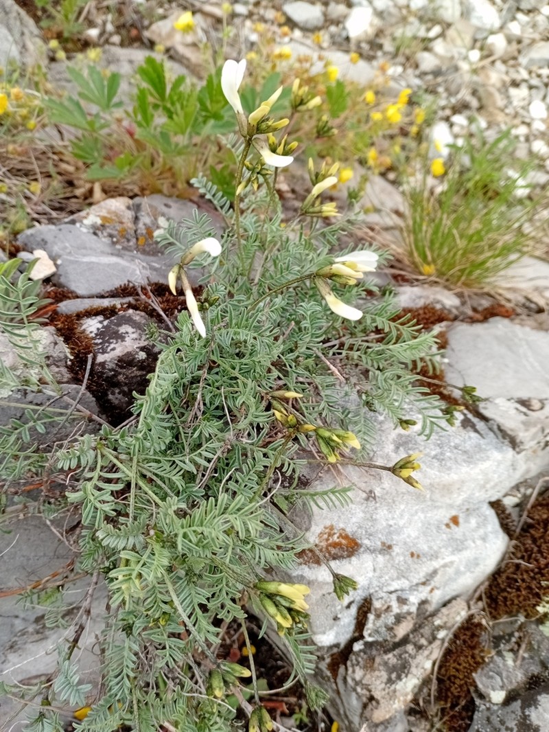 Astragalus karelinianus photo 2