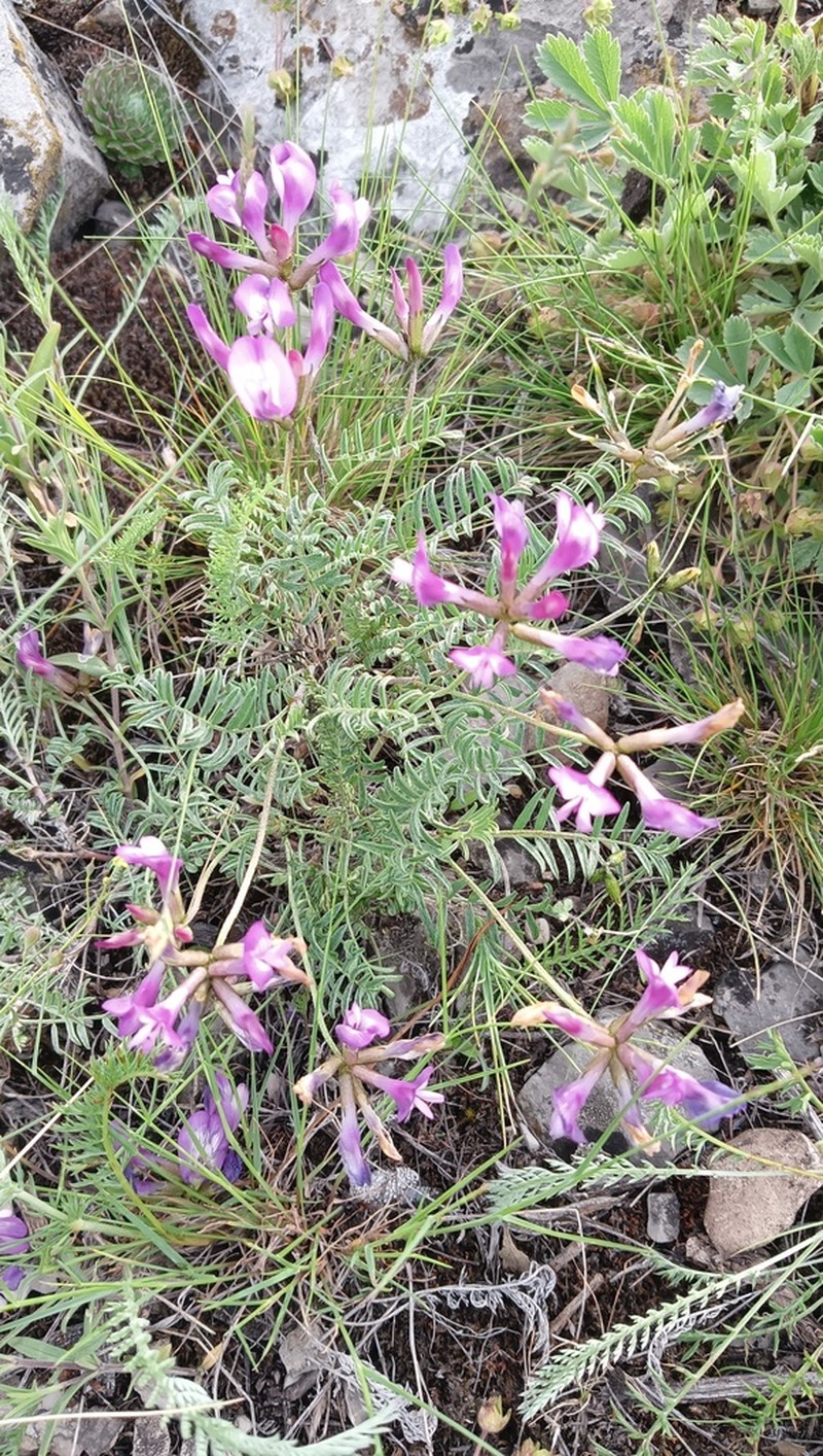 Astragalus karelinianus photo 3