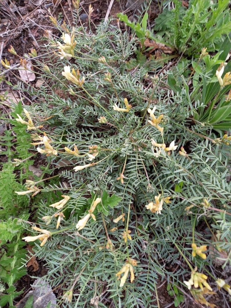 Astragalus karelinianus photo 4