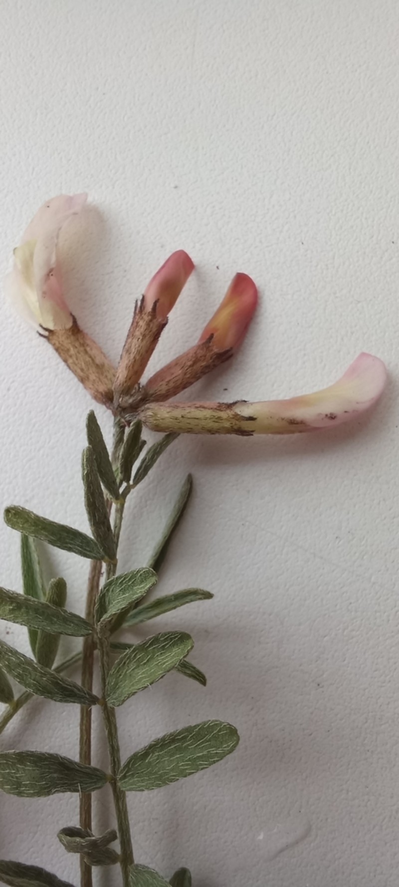 Astragalus karelinianus photo 5