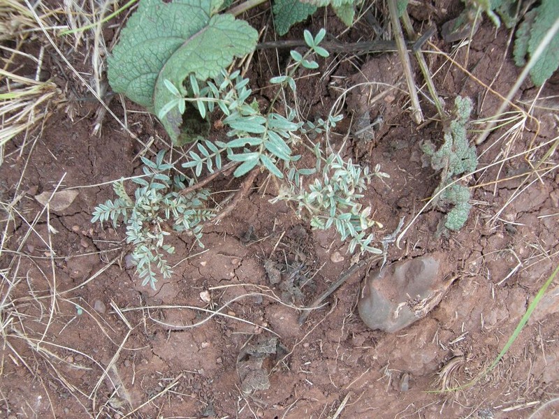 Astragalus karelinianus photo 6