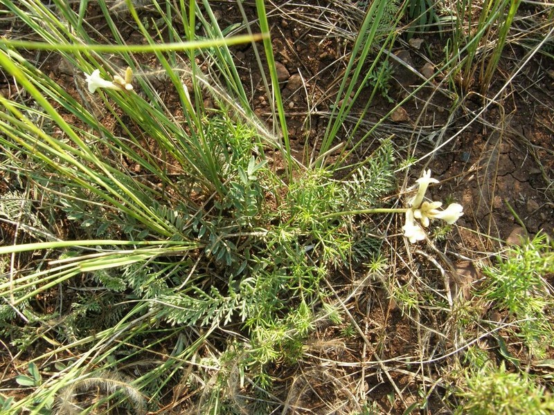 Astragalus karelinianus photo 7