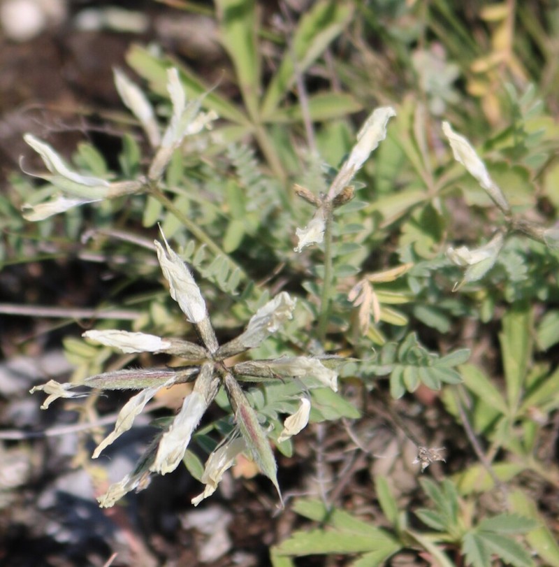 Astragalus karelinianus photo 8