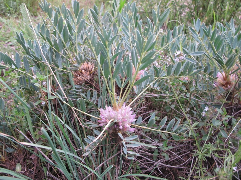 Astragalus karjaginii