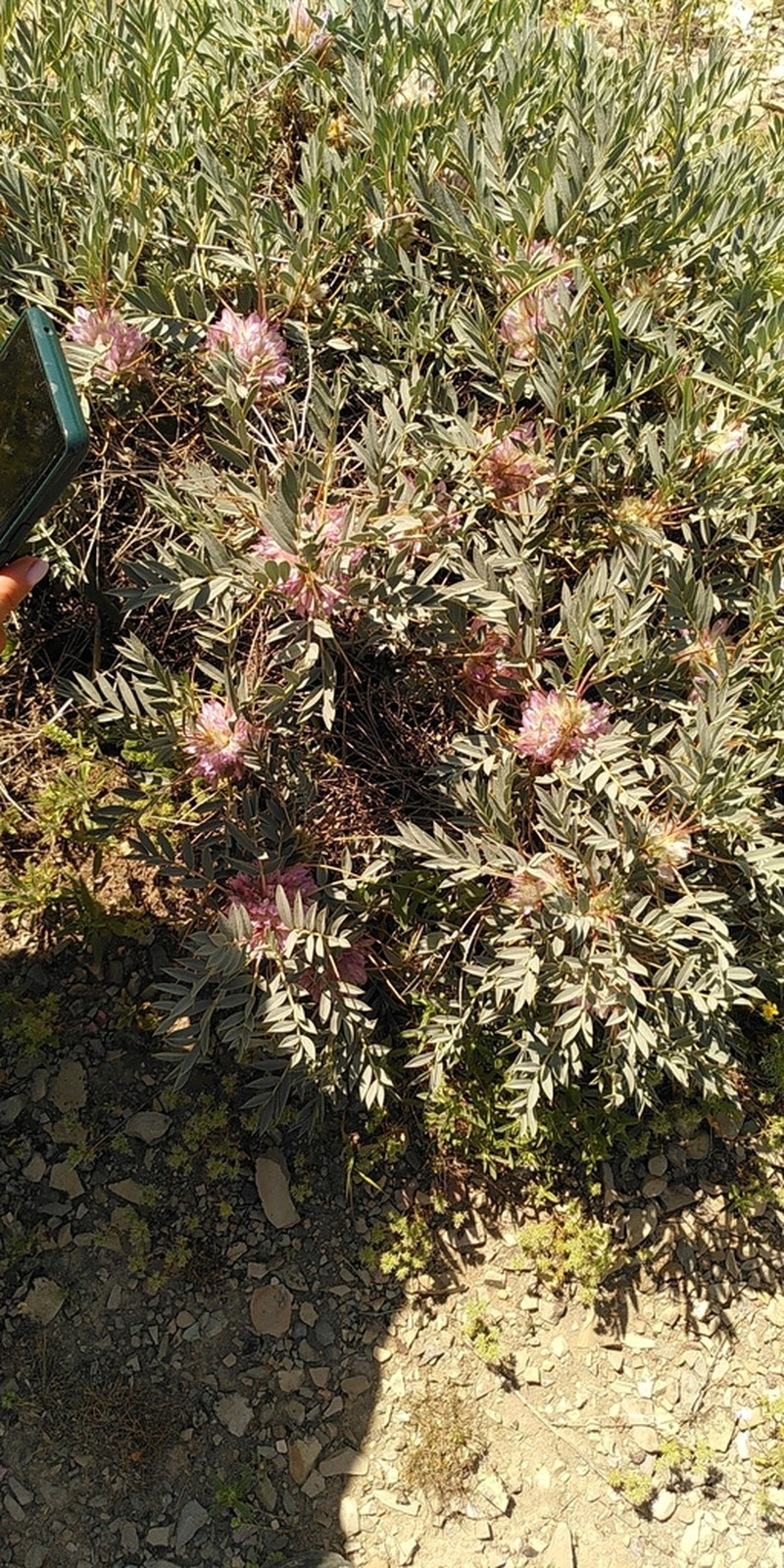 Astragalus karjaginii photo 2