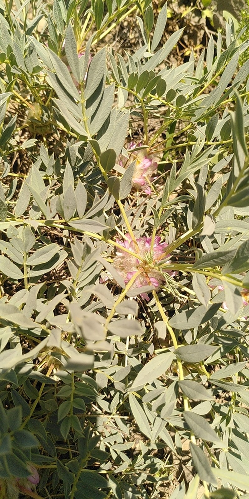Astragalus karjaginii photo 3