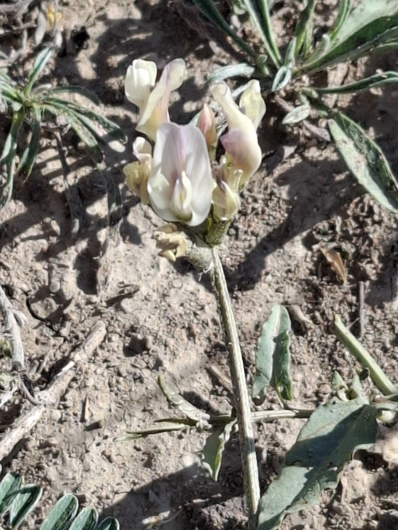 Astragalus karkarensis