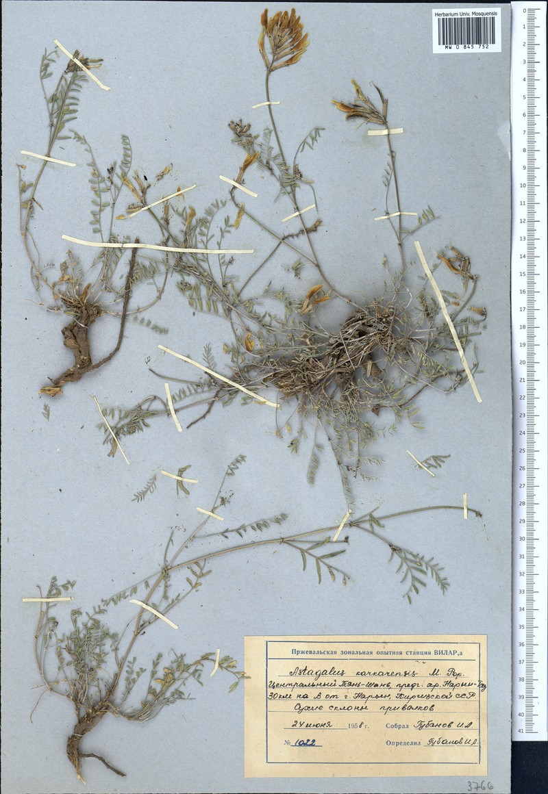 Astragalus karkarensis photo 2