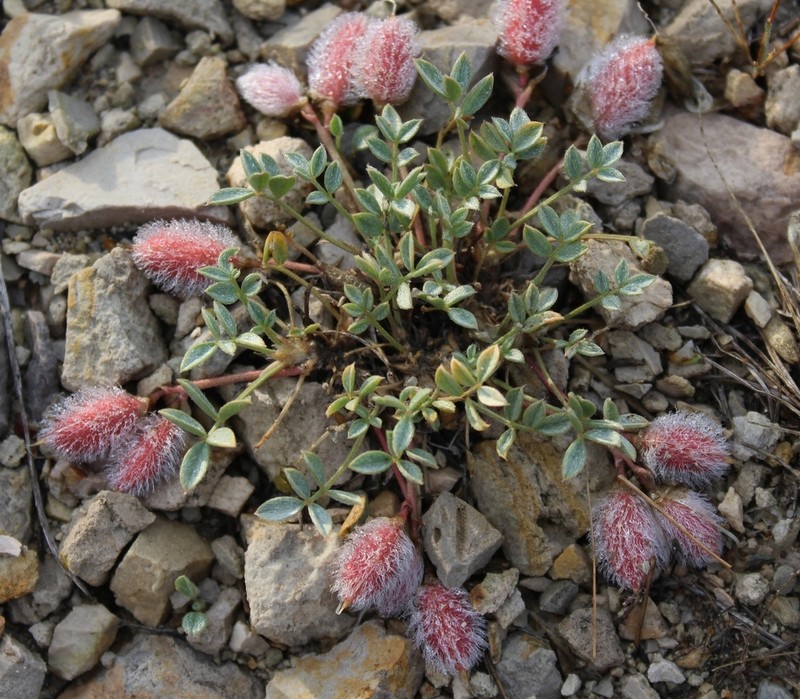 Astragalus kasachstanicus