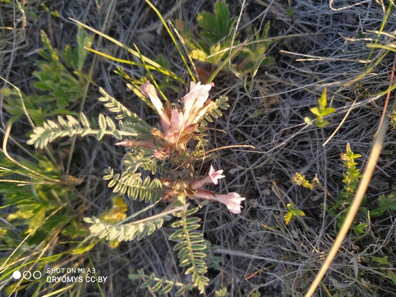 Astragalus kasachstanicus photo 2