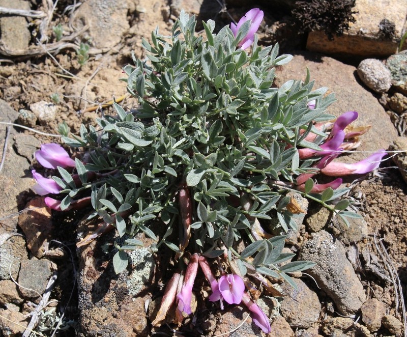 Astragalus kasachstanicus photo 5