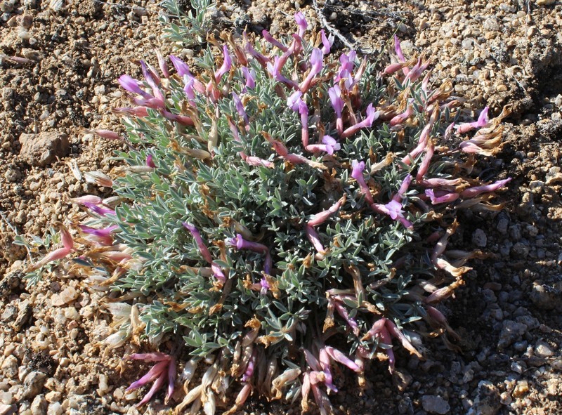 Astragalus kasachstanicus photo 7