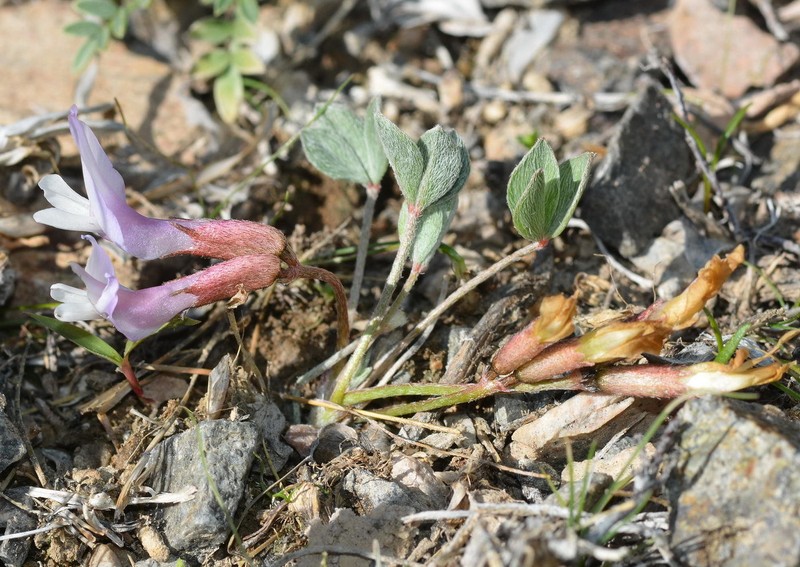 Astragalus kasachstanicus subsp. coloratus photo 4