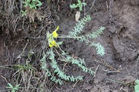 Astragalus kaschkadarjensis
